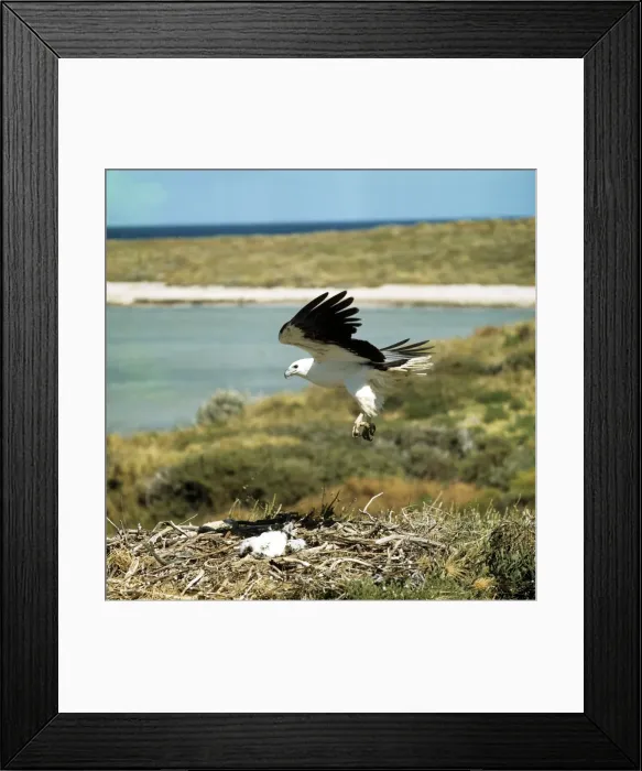 Framed Print : White-breasted / White-bellied Sea Eagle - landing at eyrie Framed Print : White-breasted / White-bellied Sea Eagle - landing at eyrie
