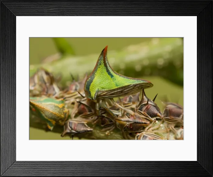 Framed Print : Thornbugs - Costa Rica - family membracidae Framed Print : Thornbugs - Costa Rica - family membracidae