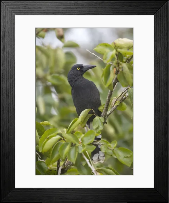 Framed Print : Pied Currawong - perched in a persimmon tree - near Malanda - Queensland - Australia Framed Print : Pied Currawong - perched in a persimmon tree - near Malanda - Queensland - Australia
