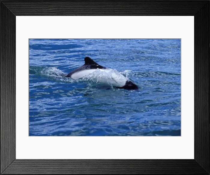 Framed Print : Commerson's Dolphin FG 12439 Near Puerto Deseado, Province Santa Cruz, Patagonia, Argentina Cephalorhynchus commersonii © Francois Gohier / ardea. com Framed Print : Commerson's Dolphin FG 12439 Near Puerto Deseado, Province Santa Cruz, Patagonia, Argentina Cephalorhynchus commersonii © Francois Gohier / ardea. com