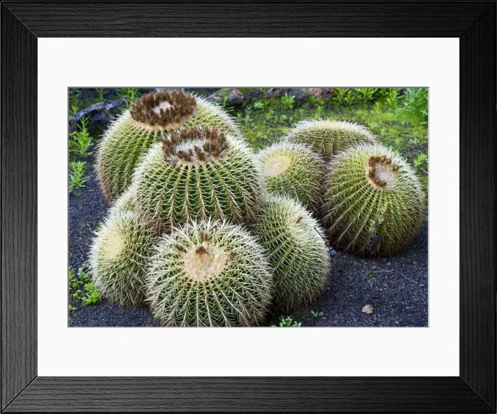 Framed Print : Golden Barrel Cactus - Botanical Gardens of hotel - N. Tenerife - February Framed Print : Golden Barrel Cactus - Botanical Gardens of hotel - N. Tenerife - February