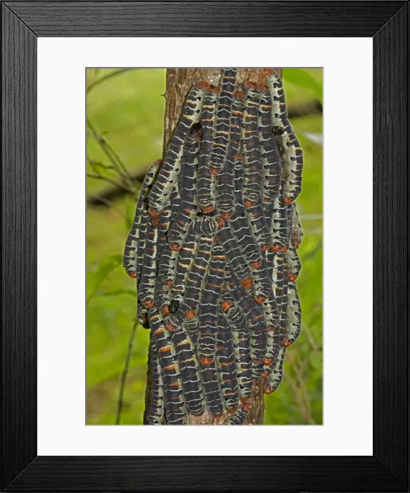 Framed Print : Giant Silk Worm Caterpillars - aggregation of fully grown caterpillars - tropical dry forest - Santa Rosa National Park - group together during the day on trunks - feed on foliage at night - Saturniidae family - Costa Rica Framed Print : Giant Silk Worm Caterpillars - aggregation of fully grown caterpillars - tropical dry forest - Santa Rosa National Park - group together during the day on trunks - feed on foliage at night - Saturniidae family - Costa Rica