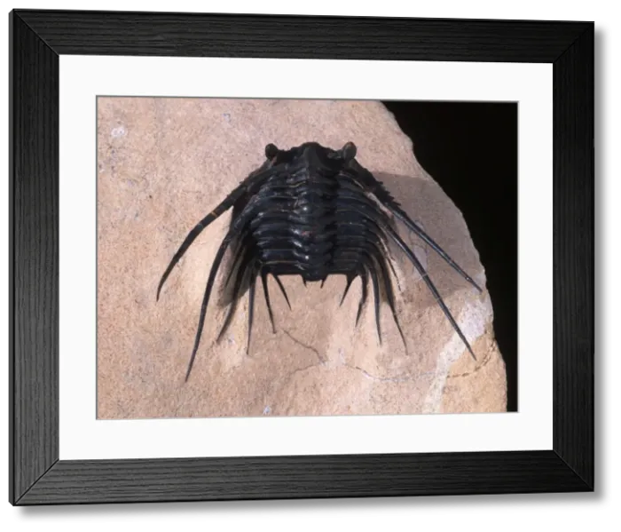 Framed Print : Fossil: Trilobite Devonian Morocco Framed Print : Fossil: Trilobite Devonian Morocco