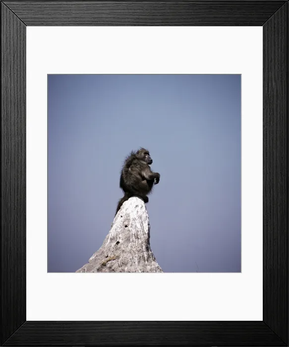 Framed Print : Baboon - sentry lookout - Botswana