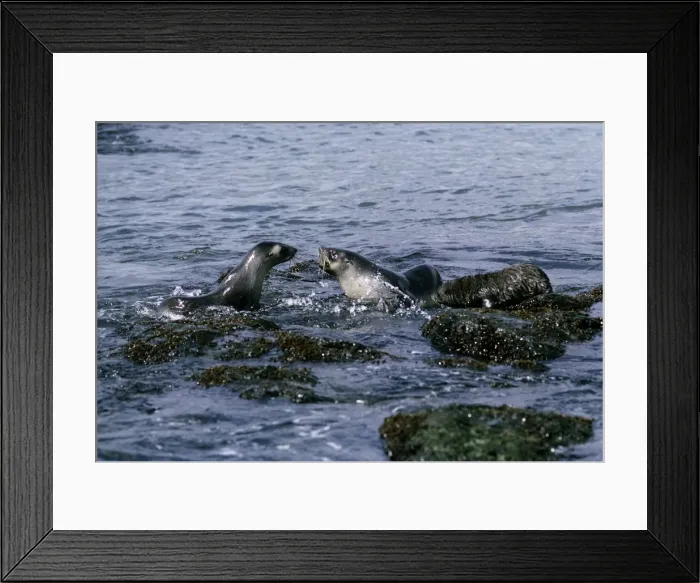Framed Print : Fur Seal - playing in sea - Cooper Bay - South Georgia Framed Print : Fur Seal - playing in sea - Cooper Bay - South Georgia