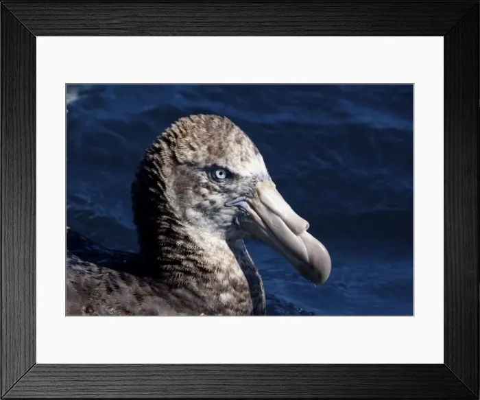 Framed Print : Northern Giant Petrels - on the water - offshore from Kaikoura - South Island - New Zealand Framed Print : Northern Giant Petrels - on the water - offshore from Kaikoura - South Island - New Zealand