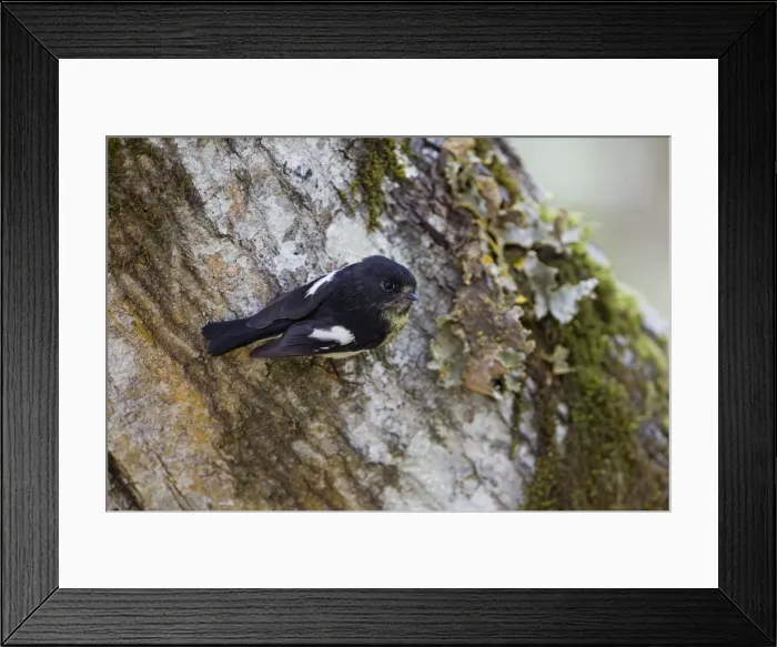 Framed Print : South Island Tomtit - clinging to the trunk of a beech tree - Hawdon Valley, Arthur's Pass National Park, South Island, New Zealand Framed Print : South Island Tomtit - clinging to the trunk of a beech tree - Hawdon Valley, Arthur's Pass National Park, South Island, New Zealand