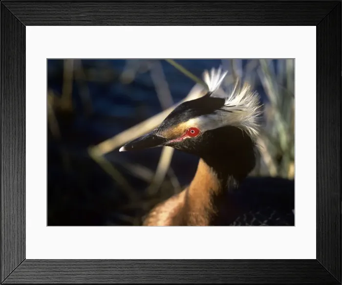 Framed Print : Slavonian Grebe Framed Print : Slavonian Grebe