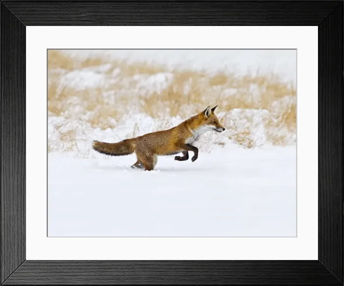 Framed Print : Red Fox - running in snow - controlled conditions 15506 Framed Print : Red Fox - running in snow - controlled conditions 15506