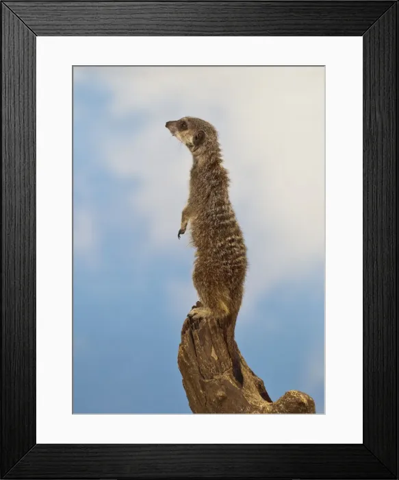 Framed Print : Meercat - adult on look out stump - controlled conditions 13143 Framed Print : Meercat - adult on look out stump - controlled conditions 13143