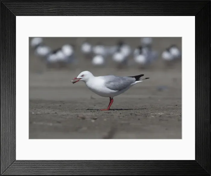 Framed Print : Red-billed / Mackerel Gull - food in beak - Ashley River estuary - Canterbury - New Zealand Framed Print : Red-billed / Mackerel Gull - food in beak - Ashley River estuary - Canterbury - New Zealand