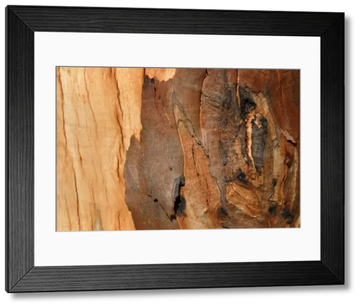 Framed Print : Detail of bark on Gum tree after bush fire JLR 28 Davies plain - Alpine National Park North East Victoria. Australia © Jean-Marc La-Roque / ardea. com Framed Print : Detail of bark on Gum tree after bush fire JLR 28 Davies plain - Alpine National Park North East Victoria. Australia © Jean-Marc La-Roque / ardea. com