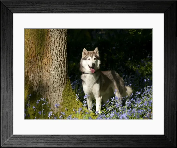 Framed Print : DOG - Siberian husky standing in bluebells Framed Print : DOG - Siberian husky standing in bluebells