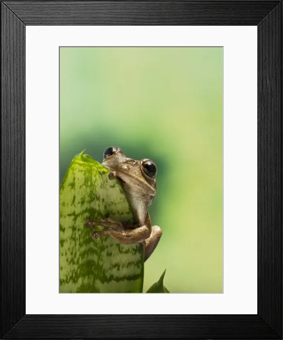 Framed Print : Cuban Tree Frog - on plant front view - Controlled conditions 15321 Framed Print : Cuban Tree Frog - on plant front view - Controlled conditions 15321