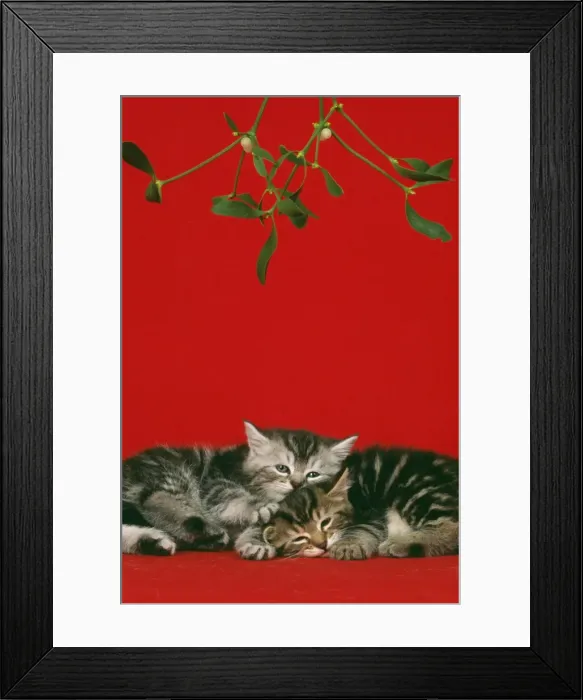 Framed Print : Cat JD 16788 E 2 kittens under mistletoe © John Daniels / ardea. com Framed Print : Cat JD 16788 E 2 kittens under mistletoe © John Daniels / ardea. com