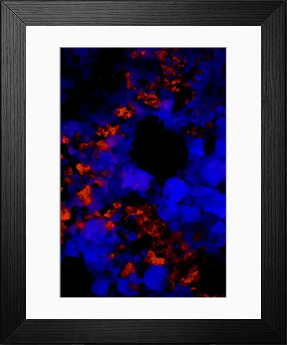 Framed Print : Fluorescent Minerals Fluorite and Calcite - Pure Potential Mine - Arizona- USA - Photographed under UV light Photo courtesy of Polman Minerals Framed Print : Fluorescent Minerals Fluorite and Calcite - Pure Potential Mine - Arizona- USA - Photographed under UV light Photo courtesy of Polman Minerals