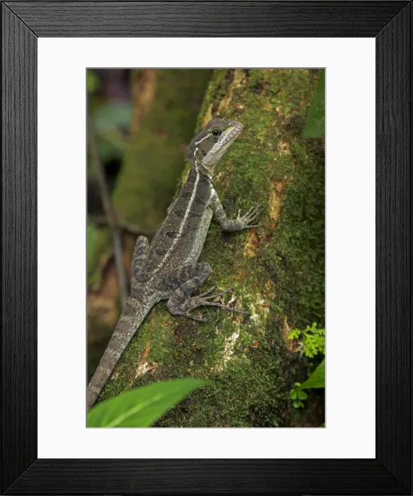 Framed Print : Common Basilisk - capable of running across water - tropical rainforest - Costa Rica Framed Print : Common Basilisk - capable of running across water - tropical rainforest - Costa Rica
