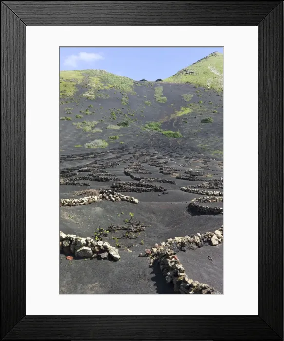 Framed Print : The grape vine is located in the bottom of these sem-circular stone walls called zacos, and shelter the grapes from drying northerly winds. March - La Geria - Lanzarote Framed Print : The grape vine is located in the bottom of these sem-circular stone walls called zacos, and shelter the grapes from drying northerly winds. March - La Geria - Lanzarote