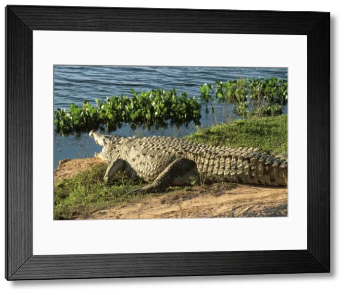 Framed Print : Orinoco Crocodile FG 12092 Endangered species, Venezuela Crocodylus intermedius © Francois Gohier  /  ardea. com