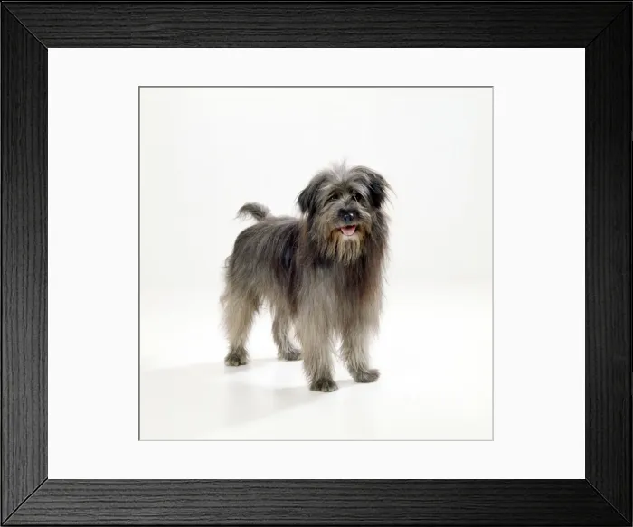 Framed Print : Pyrenean Sheepdog Framed Print : Pyrenean Sheepdog