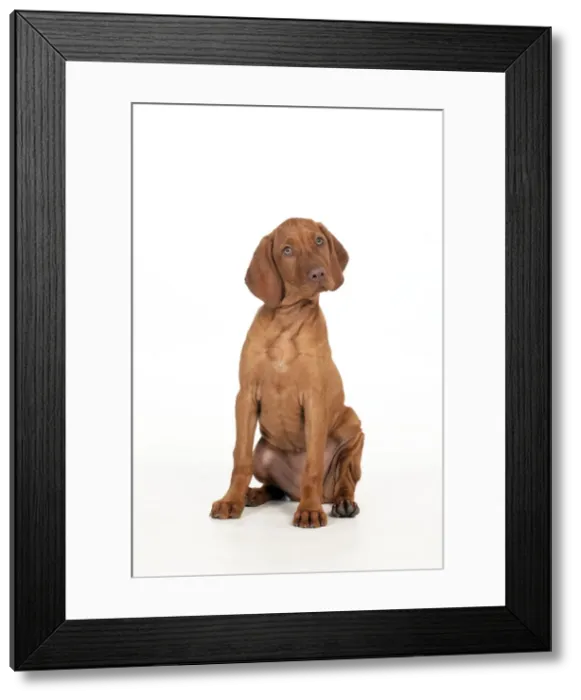 Framed Print : DOG - Hungarian vizsla puppy sitting Framed Print : DOG - Hungarian vizsla puppy sitting
