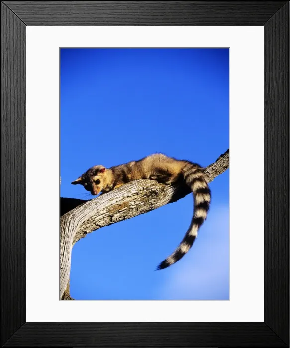 Framed Print : Ringtail - North America Framed Print : Ringtail - North America