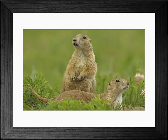 Framed Print : Blacktail Prairie Dog - Wyoming - USA