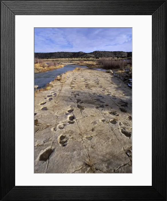 Framed Print : Dinosaurs - Tracks - Five parallel trackways of Apatosaurus (Brontosaurs). Morrison Formation, Upper Jurassic. Picketwire (Purgatoire) Canyonlands, Comanche National Forest, Eastern Colorado. Purgatoire River on left of photo Framed Print : Dinosaurs - Tracks - Five parallel trackways of Apatosaurus (Brontosaurs). Morrison Formation, Upper Jurassic. Picketwire (Purgatoire) Canyonlands, Comanche National Forest, Eastern Colorado. Purgatoire River on left of photo