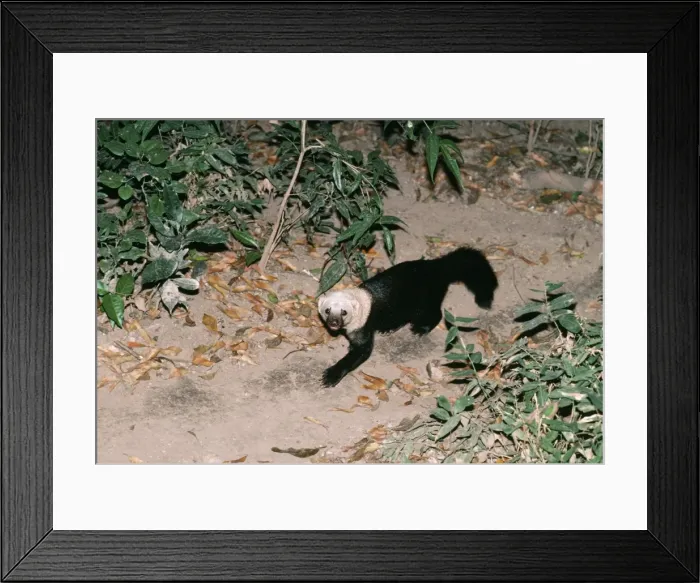 Framed Print : Tayra FG 3954 Eira barbara © Francois Gohier / ardea. com Framed Print : Tayra FG 3954 Eira barbara © Francois Gohier / ardea. com