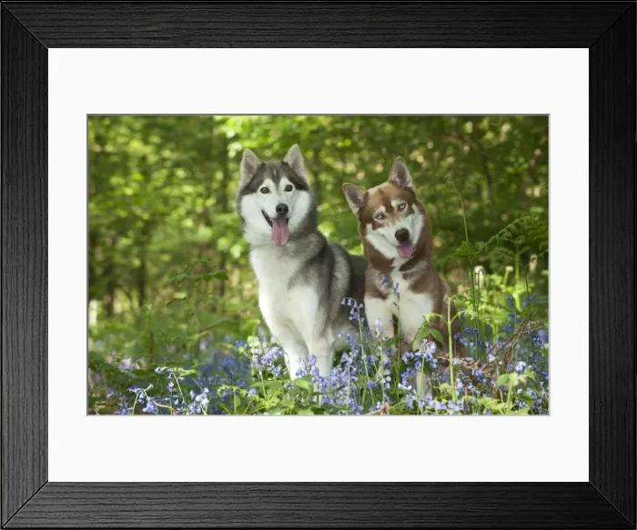 Framed Print : DOG - Siberian huskies sitting together in bluebells Framed Print : DOG - Siberian huskies sitting together in bluebells