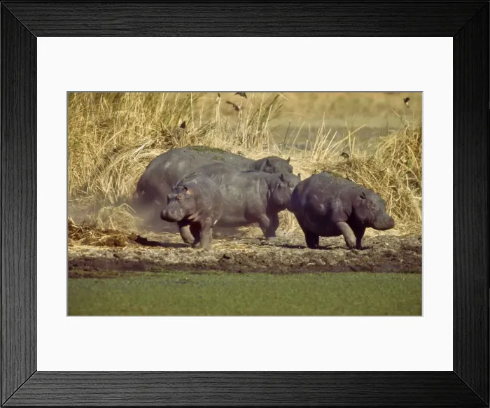 Framed Print : Hippopotamae CRH 948 Group of Hippos Okavango, Botswana Hippopotamus amphibius © Chris Harvey / ardea. com Framed Print : Hippopotamae CRH 948 Group of Hippos Okavango, Botswana Hippopotamus amphibius © Chris Harvey / ardea. com