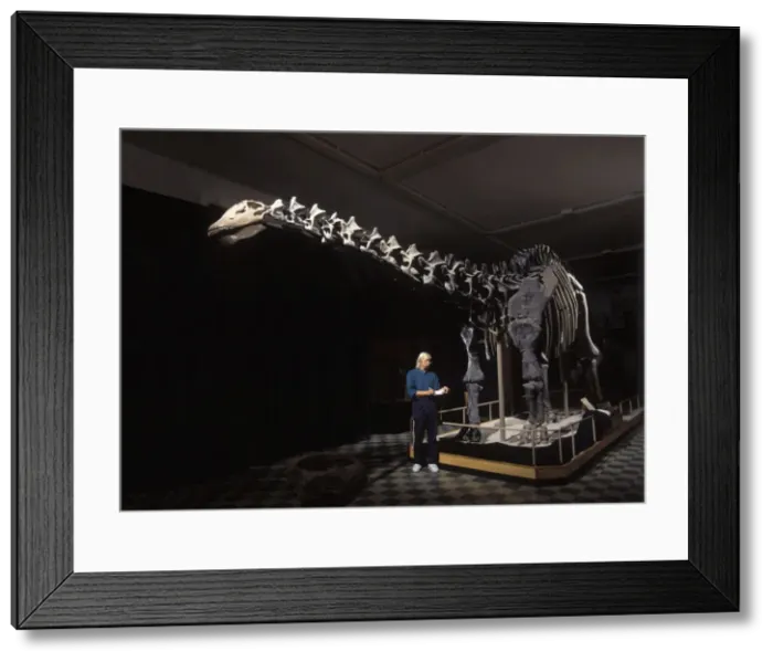 Framed Print : Dinosaurs - Sauropods Apatosaurus (formerly known as Brontosaurus). Jurassic. Full skeleton mount in display at the University of Wyoming Geological Museum in Laramie. Brent H Framed Print : Dinosaurs - Sauropods Apatosaurus (formerly known as Brontosaurus). Jurassic. Full skeleton mount in display at the University of Wyoming Geological Museum in Laramie. Brent H