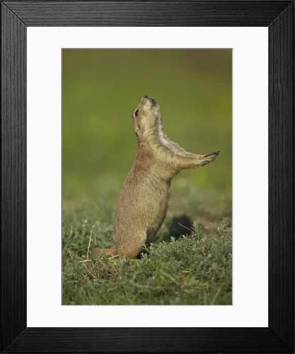 Framed Print : Blacktail Prairie Dog - standing on hind legs - Wyoming - USA Framed Print : Blacktail Prairie Dog - standing on hind legs - Wyoming - USA