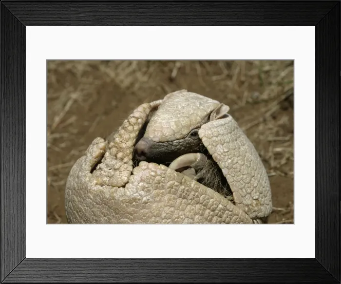 Framed Print : Three-Banded Armadillo FG 12430 Opening up from protective curled up position Range: Argentina, Paraguay, parts of Brazil Tolypeutes matacus © Francois Gohier / ardea. com Framed Print : Three-Banded Armadillo FG 12430 Opening up from protective curled up position Range: Argentina, Paraguay, parts of Brazil Tolypeutes matacus © Francois Gohier / ardea. com