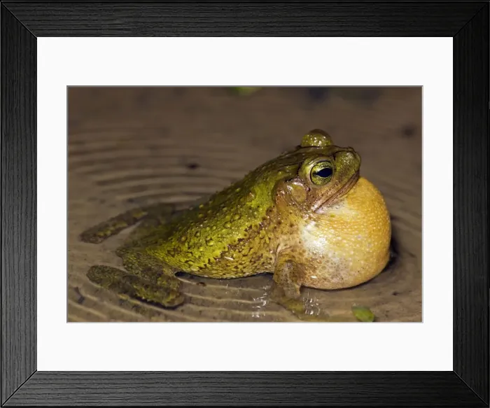Framed Print : Green Climbing Toad - Costa Rica - Tropical rain forest - male calling to attract females Framed Print : Green Climbing Toad - Costa Rica - Tropical rain forest - male calling to attract females