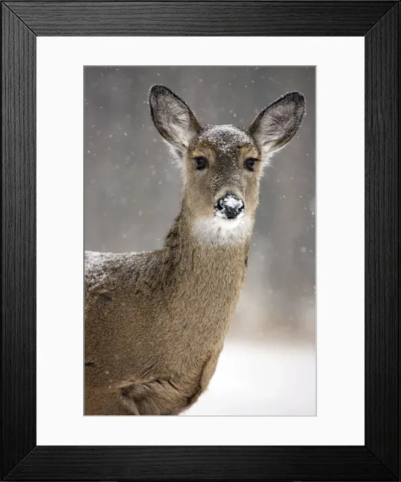 Framed Print : White-tailed deer - doe - New York - USA Framed Print : White-tailed deer - doe - New York - USA