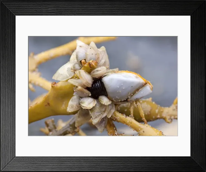 Framed Print : Goose Barnacle - and Buoy Barnacles (smaller) (Dosima fascicularis) - attached to seaweed - Cornwall - UK Framed Print : Goose Barnacle - and Buoy Barnacles (smaller) (Dosima fascicularis) - attached to seaweed - Cornwall - UK