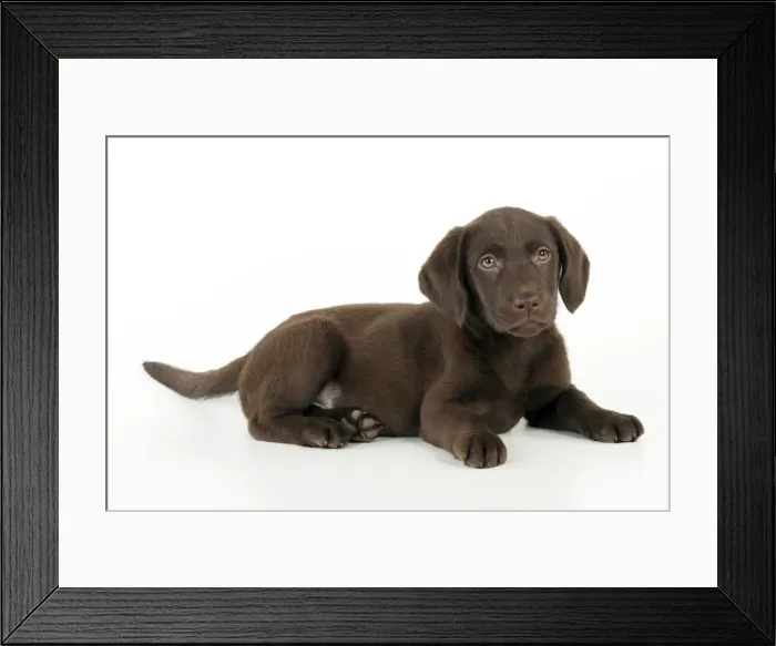 Framed Print : DOG. Chocolate labrador puppy laying down (13 weeks) Framed Print : DOG. Chocolate labrador puppy laying down (13 weeks)