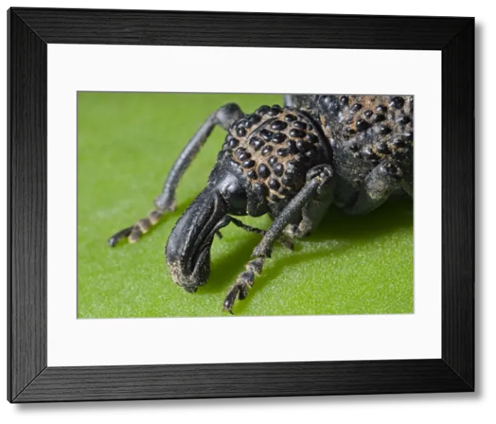 Framed Print : Lily Weevil - ground dwelling beetle feeding on foliage of various plants including Aloes - Endemic to Eastern Cape - Grahamstown - Eastern Cape - South Africa Framed Print : Lily Weevil - ground dwelling beetle feeding on foliage of various plants including Aloes - Endemic to Eastern Cape - Grahamstown - Eastern Cape - South Africa