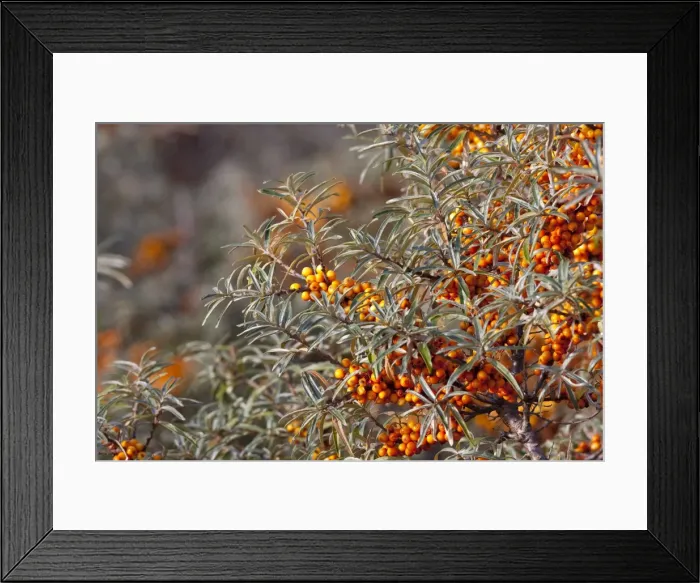 Framed Print : Sea Buckthorn - bush in autumn covered in berries. Lincolnshire, England Framed Print : Sea Buckthorn - bush in autumn covered in berries. Lincolnshire, England