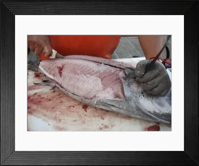 Framed Print : Albacore Tuna / Rose of the sea - being filleted - Oregon - USA Framed Print : Albacore Tuna / Rose of the sea - being filleted - Oregon - USA