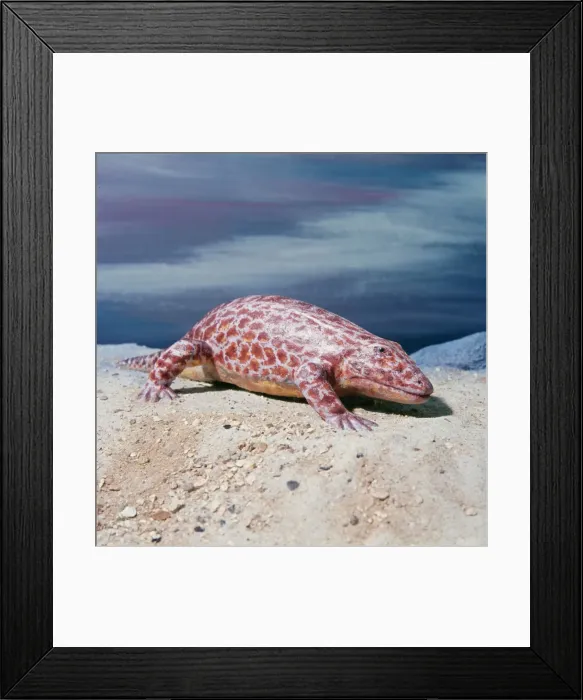Framed Print : Prehistoric Reconstuction Eyros Permian period Framed Print : Prehistoric Reconstuction Eyros Permian period