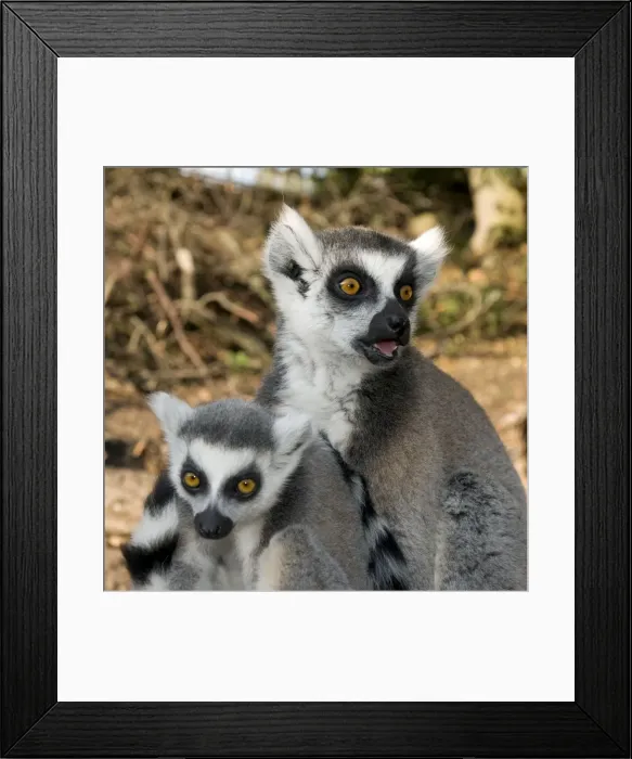 Framed Print : Ring-tailed Lemur - mother with juvenile Framed Print : Ring-tailed Lemur - mother with juvenile