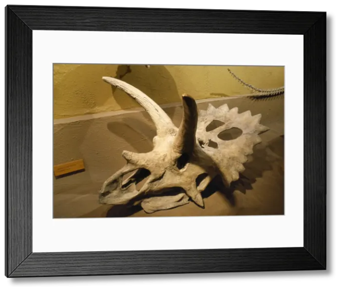 Framed Print : Anchiceratops ornatus Dinosaur Fossil - late cretaceous Royal Tyrrell Museum Alberta Canada Framed Print : Anchiceratops ornatus Dinosaur Fossil - late cretaceous Royal Tyrrell Museum Alberta Canada