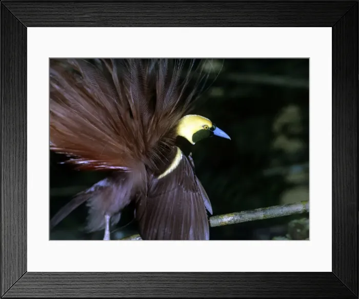 Framed Print : Bird of Pardise