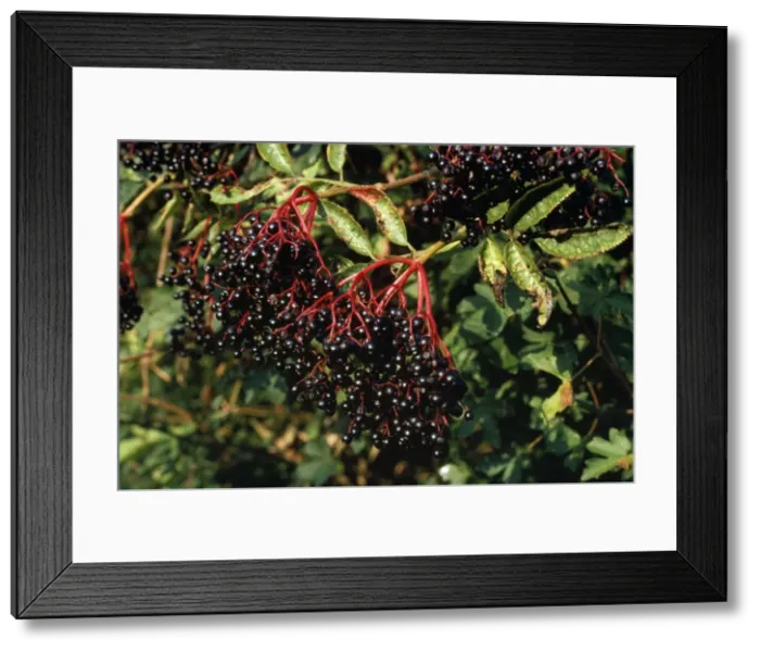 Framed Print : Common Elder Plant - fruit Framed Print : Common Elder Plant - fruit