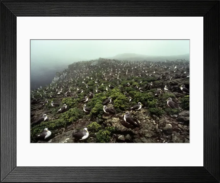 Framed Print : Buller's Albatross - Chatham Island - New Zealand Framed Print : Buller's Albatross - Chatham Island - New Zealand