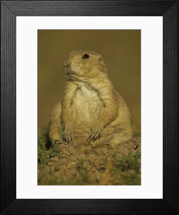 Framed Print : Blacktail Prairie Dog - Wyoming - USA Framed Print : Blacktail Prairie Dog - Wyoming - USA