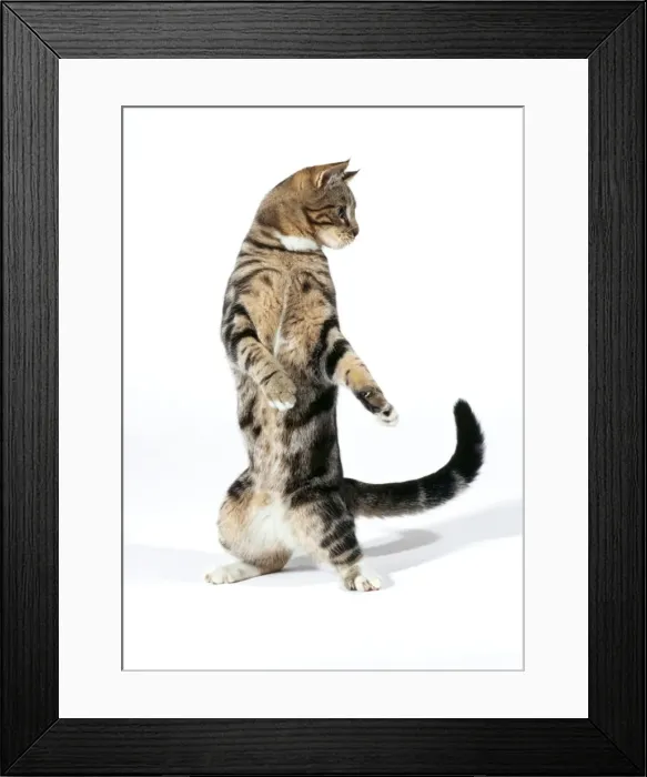 Framed Print : Cat JD 15861 On hind legs playing © John Daniels / ardea. com Framed Print : Cat JD 15861 On hind legs playing © John Daniels / ardea. com