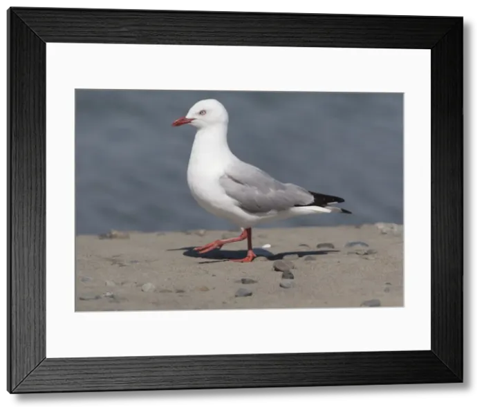 Framed Print : Red-billed / Mackerel Gull - Ashley River estuary - Canterbury - New Zealand Framed Print : Red-billed / Mackerel Gull - Ashley River estuary - Canterbury - New Zealand